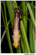 35. Emerging Emperor Dragonfly